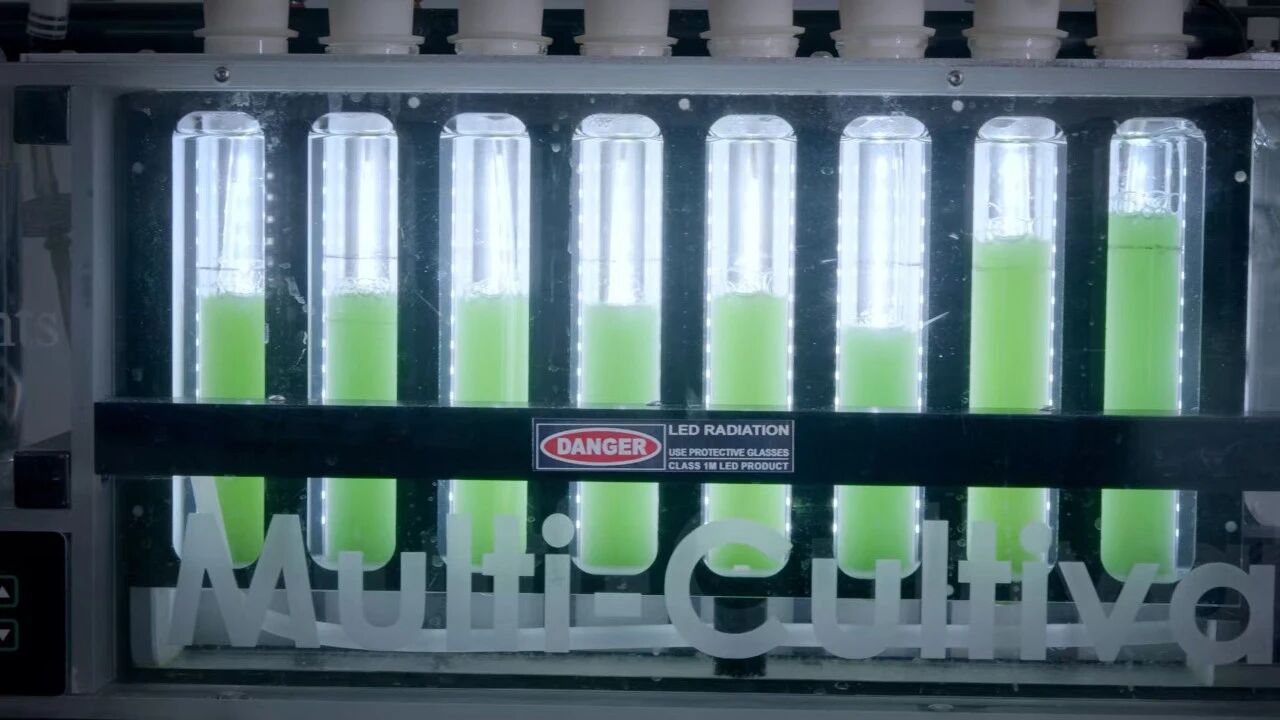 爱茉莉太平洋为什么选小球藻做 PDRN？微藻原料时代正式开启