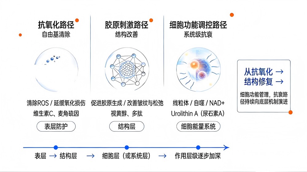 兰蔻押注线粒体，抗衰进入“细胞级”下半场