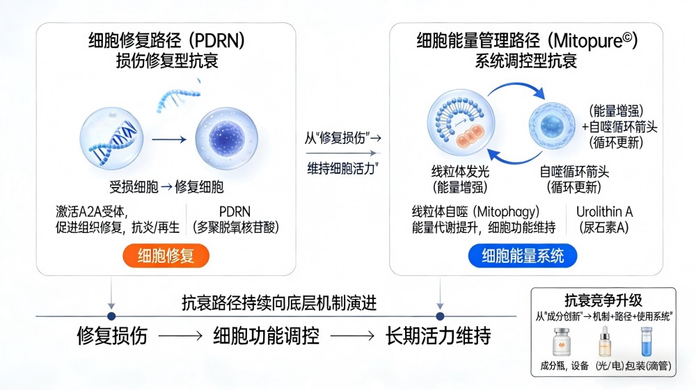 兰蔻押注线粒体，抗衰进入“细胞级”下半场