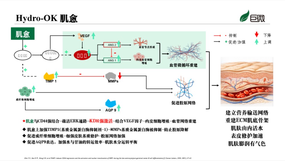 巨微首发｜Hydro-OK 肌愈，微循环修护新势力