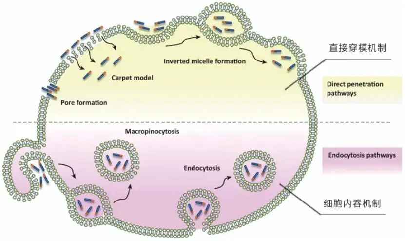 登顶国际认证，珂谧为中国胶原蛋白定标准