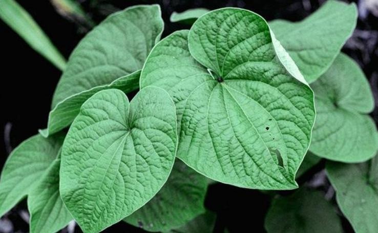 再添化妆品新原料，韩国企业也来了