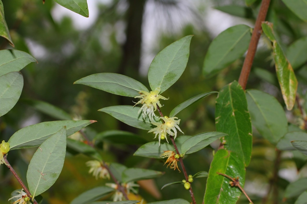 肽类、神经酰胺、植提3 款化妆品新原料成功备案