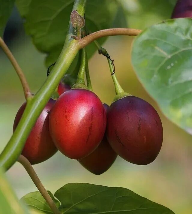 贝泰妮旗下公司 2026 第 4 款新原料备案！