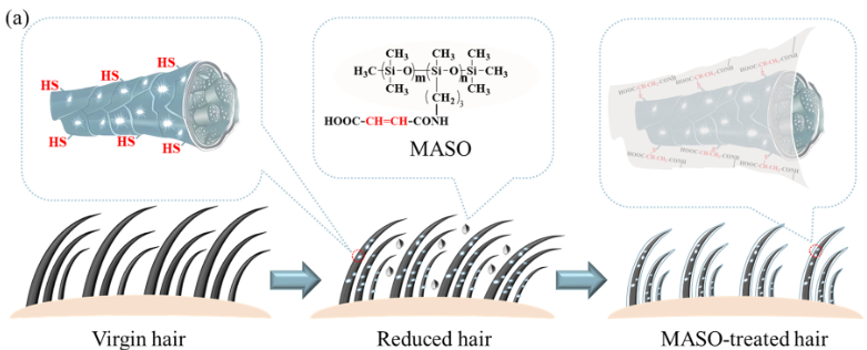 重构发丝战力！江南大学开创受损发修护新路径