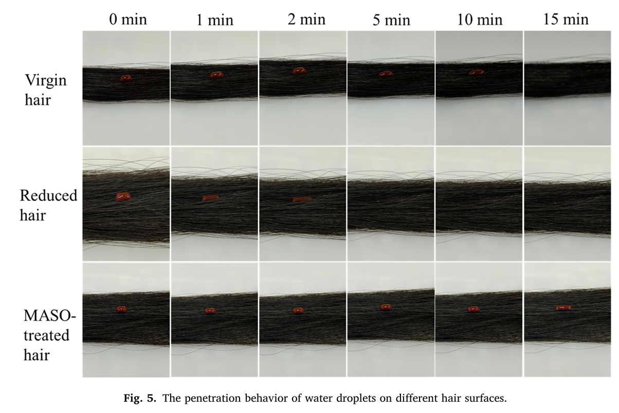重构发丝战力！江南大学开创受损发修护新路径