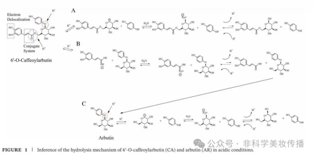 6'-O - 咖啡酰熊果苷：贝泰妮新美白成分 CA 机制全解析