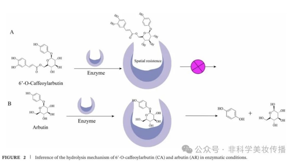 6'-O - 咖啡酰熊果苷：贝泰妮新美白成分 CA 机制全解析