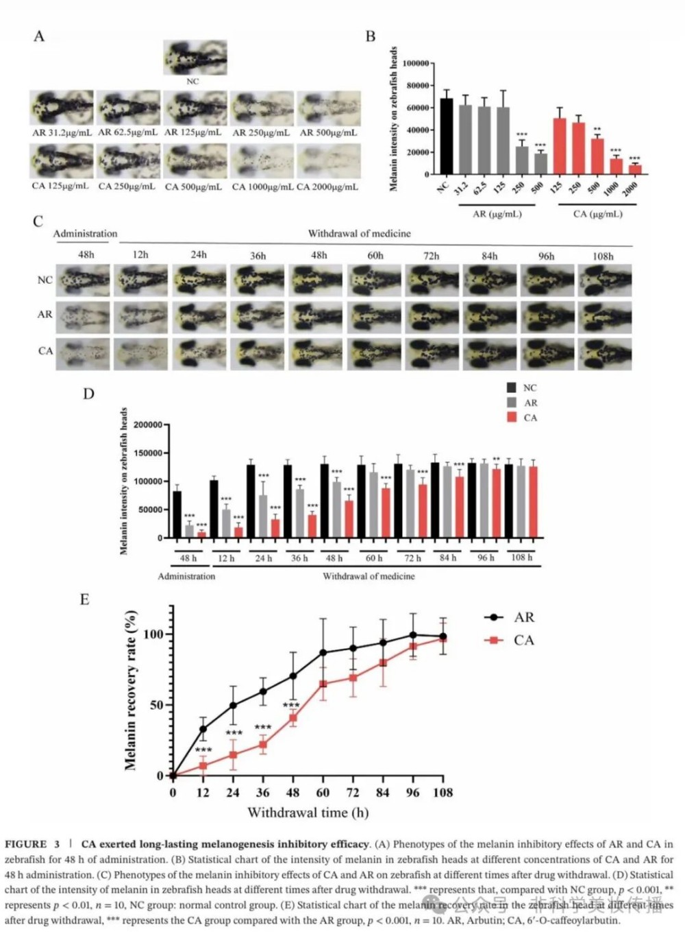 6'-O - 咖啡酰熊果苷：贝泰妮新美白成分 CA 机制全解析