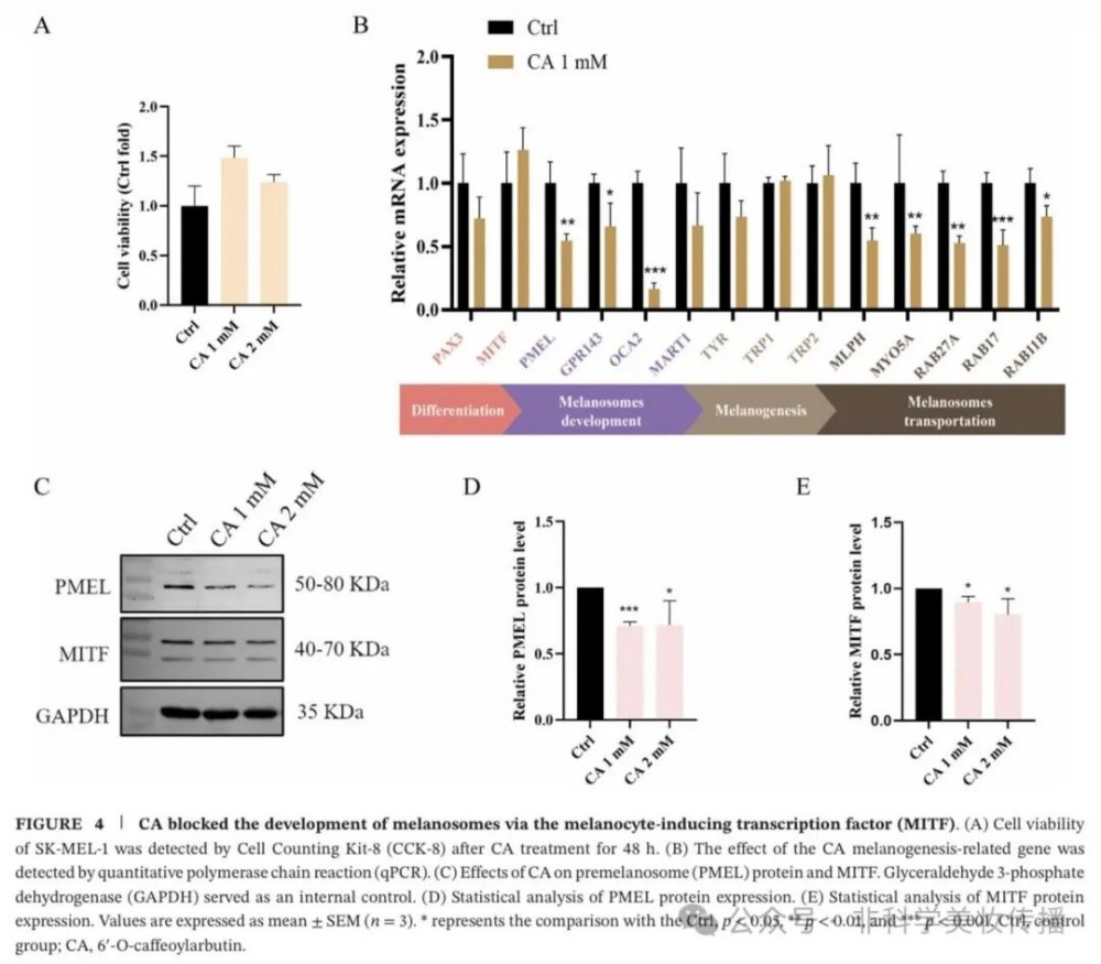 6'-O - 咖啡酰熊果苷：贝泰妮新美白成分 CA 机制全解析