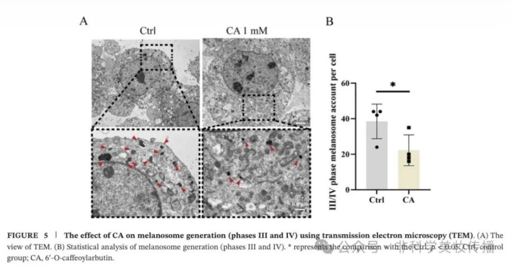 6'-O - 咖啡酰熊果苷：贝泰妮新美白成分 CA 机制全解析