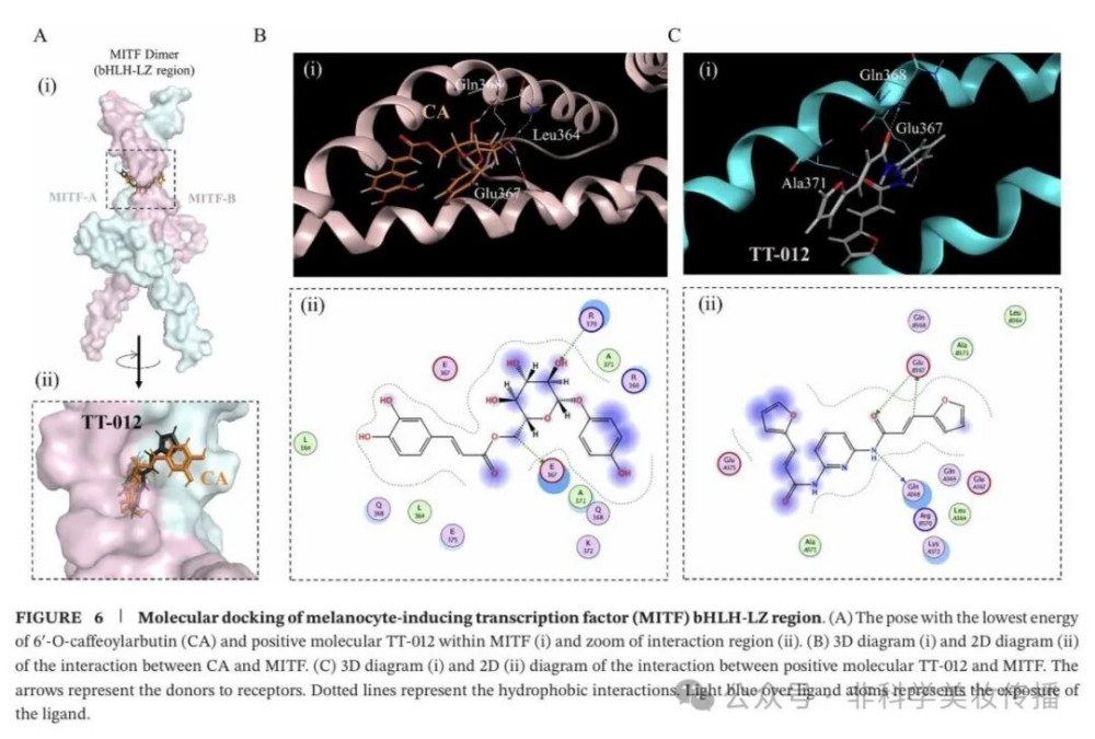 6'-O - 咖啡酰熊果苷：贝泰妮新美白成分 CA 机制全解析