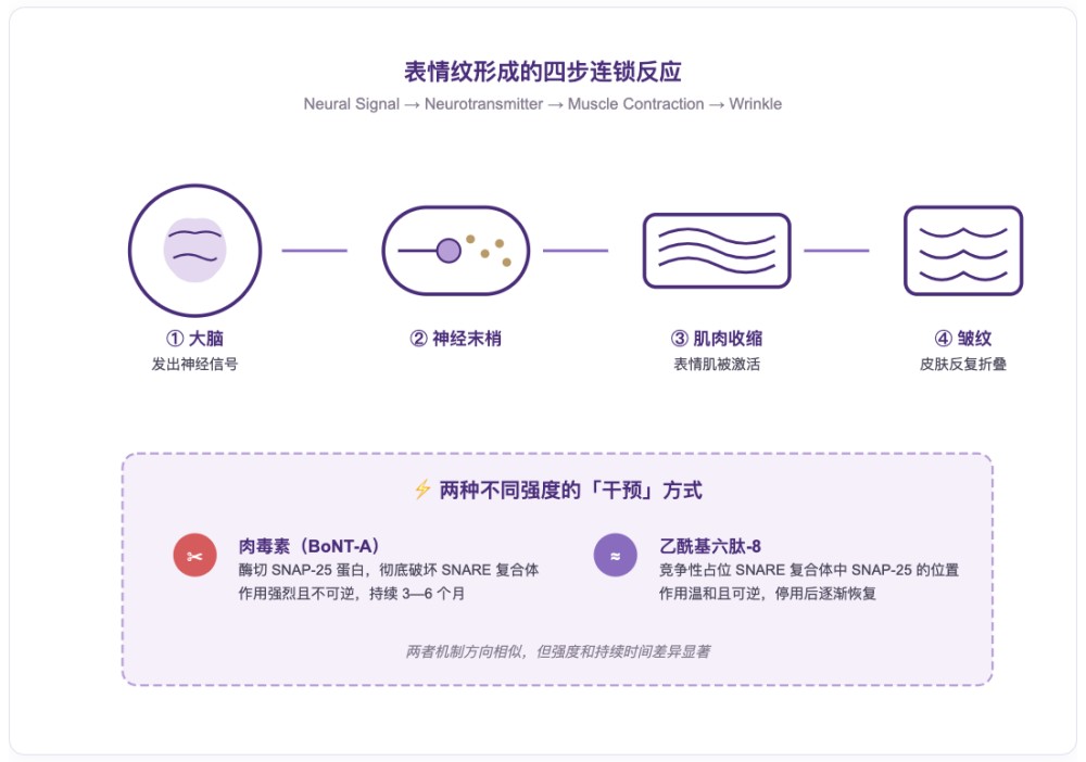 乙酰基六肽-8（阿基瑞林）：被吹爆的 “涂抹式肉毒”，科学真相到底是什么