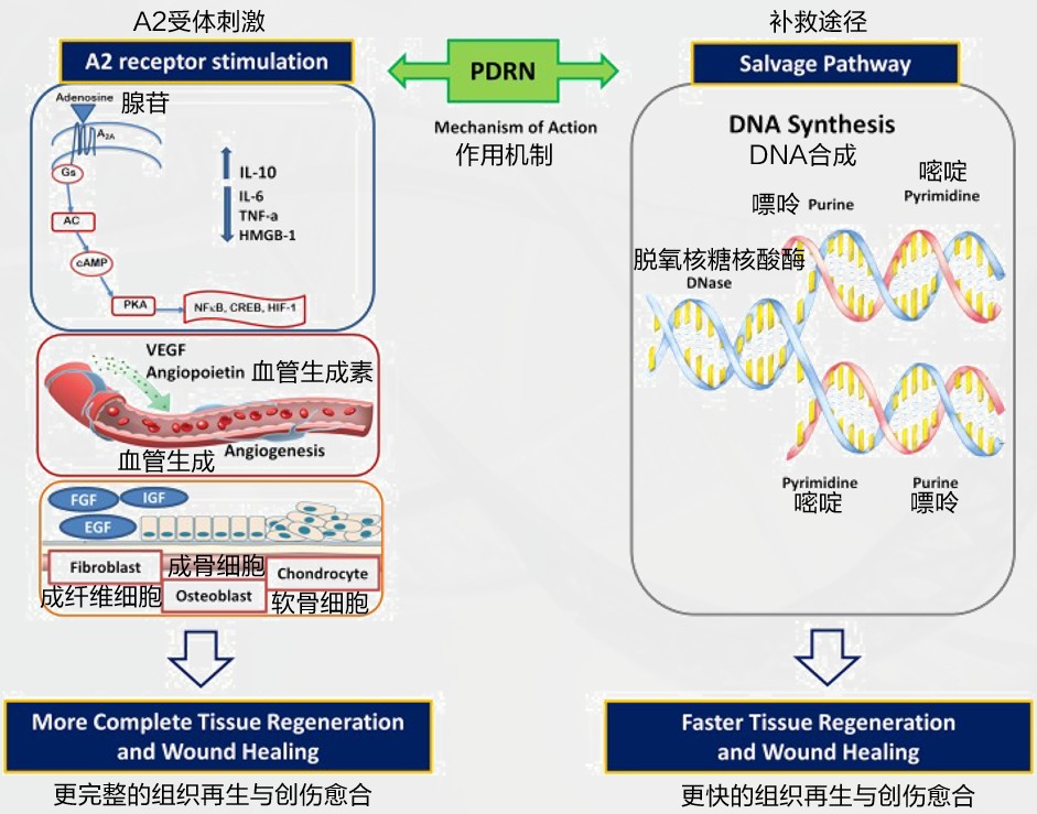 Ginsome PDRN参质体，破解涂抹式PDRN三大痛点