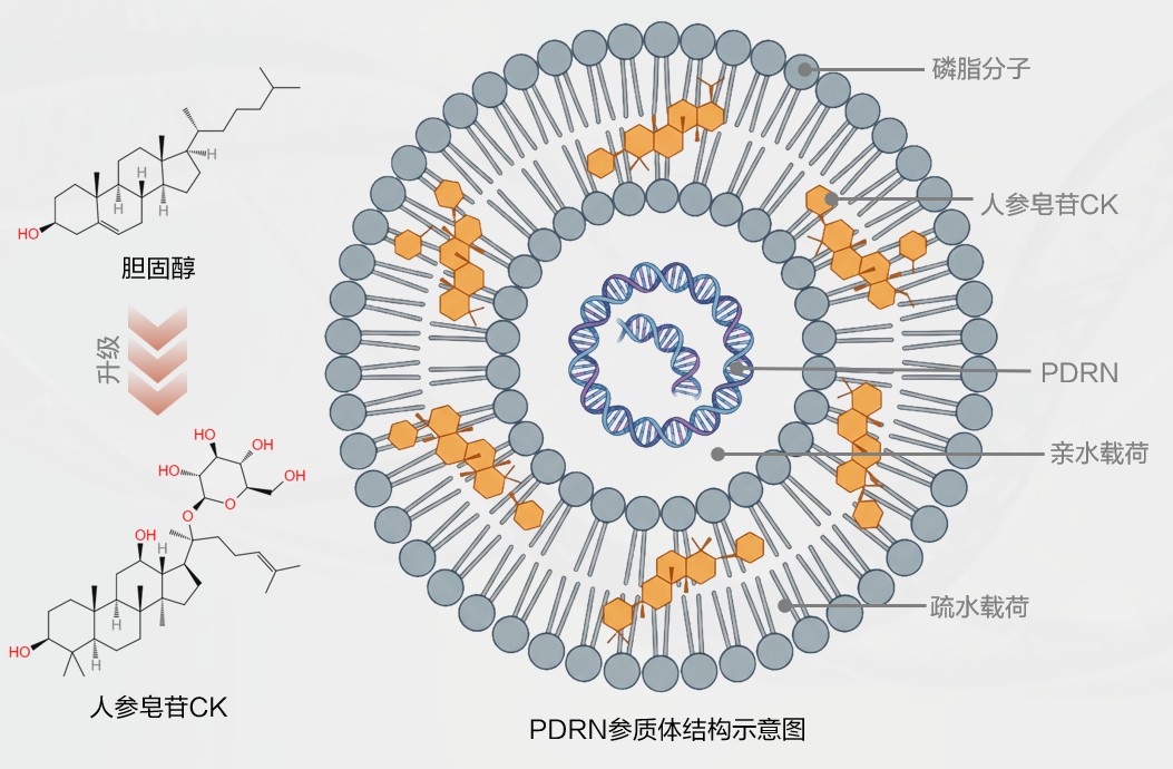 Ginsome PDRN参质体，破解涂抹式PDRN三大痛点