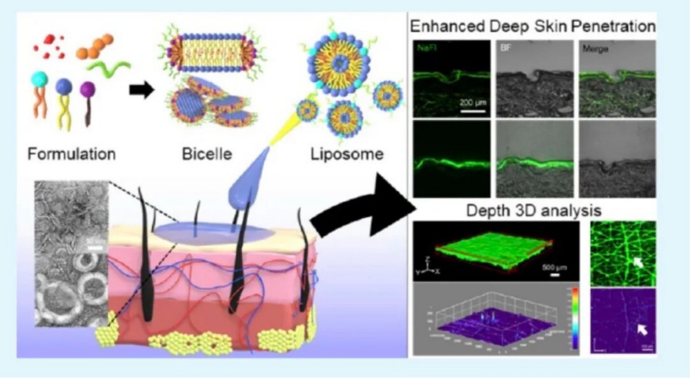 爱茉莉 ×Nbiocell：新一代双胶束递送，积雪草透皮效率大升级