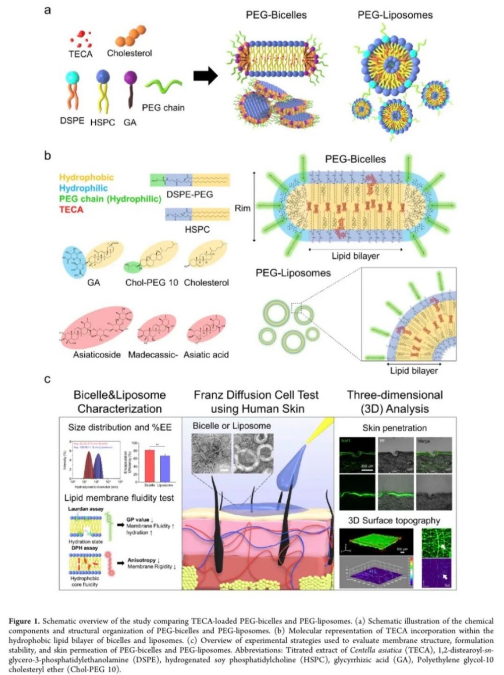 爱茉莉 ×Nbiocell：新一代双胶束递送，积雪草透皮效率大升级