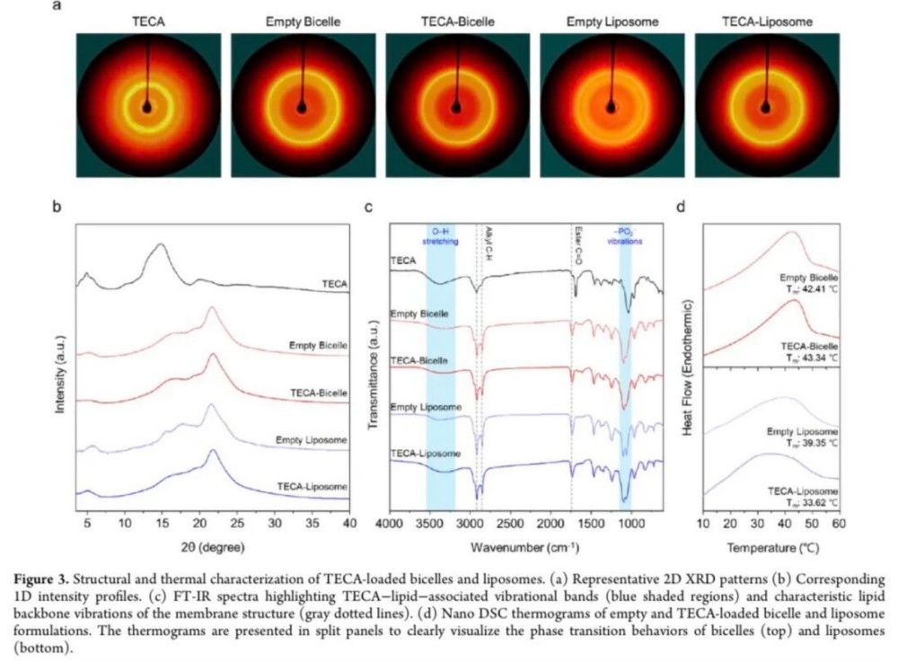 爱茉莉 ×Nbiocell：新一代双胶束递送，积雪草透皮效率大升级