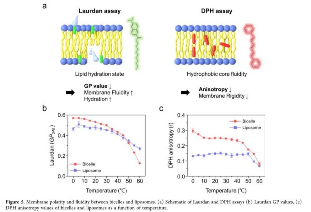 爱茉莉 ×Nbiocell：新一代双胶束递送，积雪草透皮效率大升级