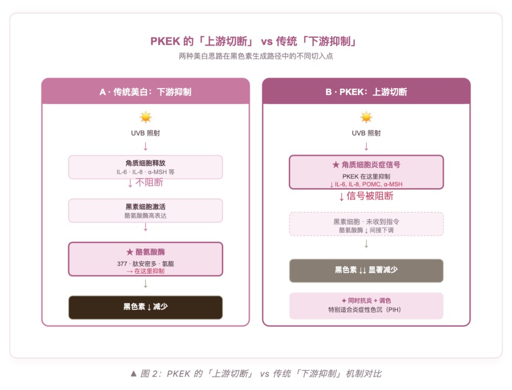 四肽 - 30（PKEK）：从 4 个氨基酸看懂美白上游革命
