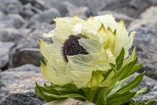 植物医生等2家企业植提新原料再添新军