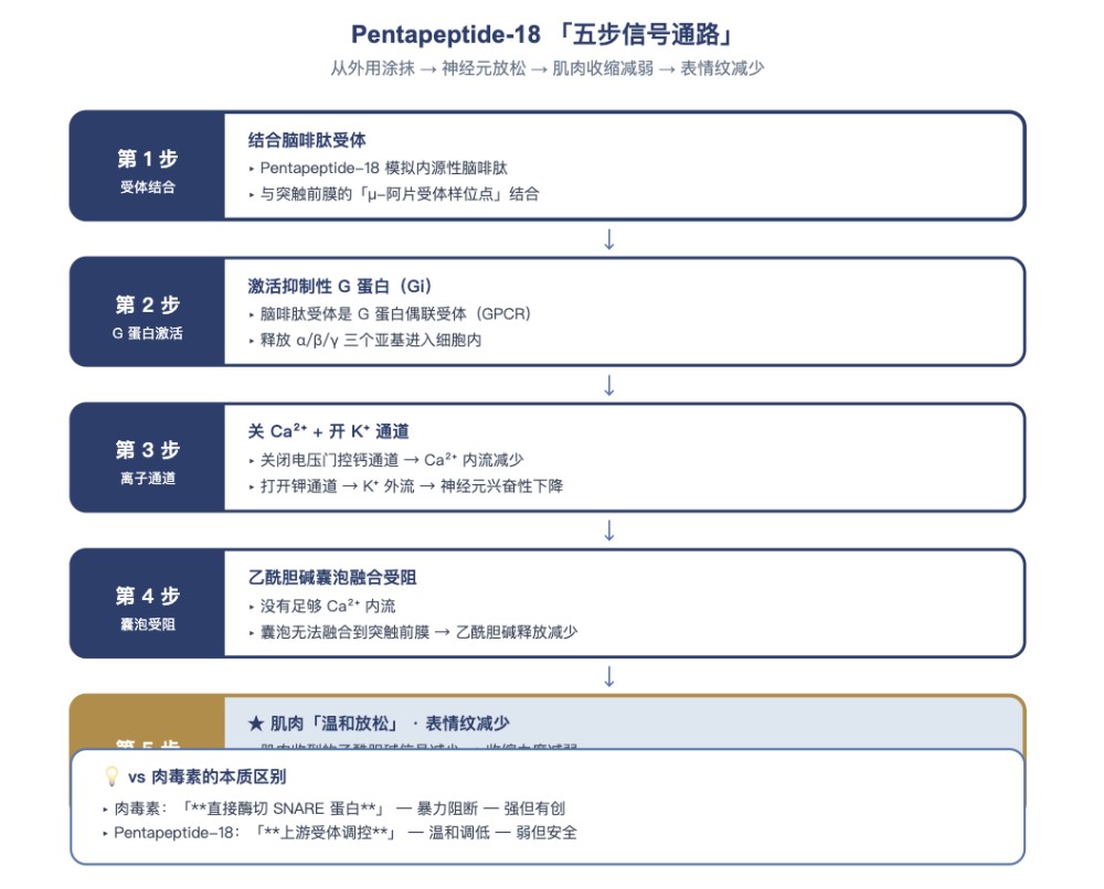 五肽 - 18 到底是什么？一篇看懂类肉毒素肽的抗皱原理