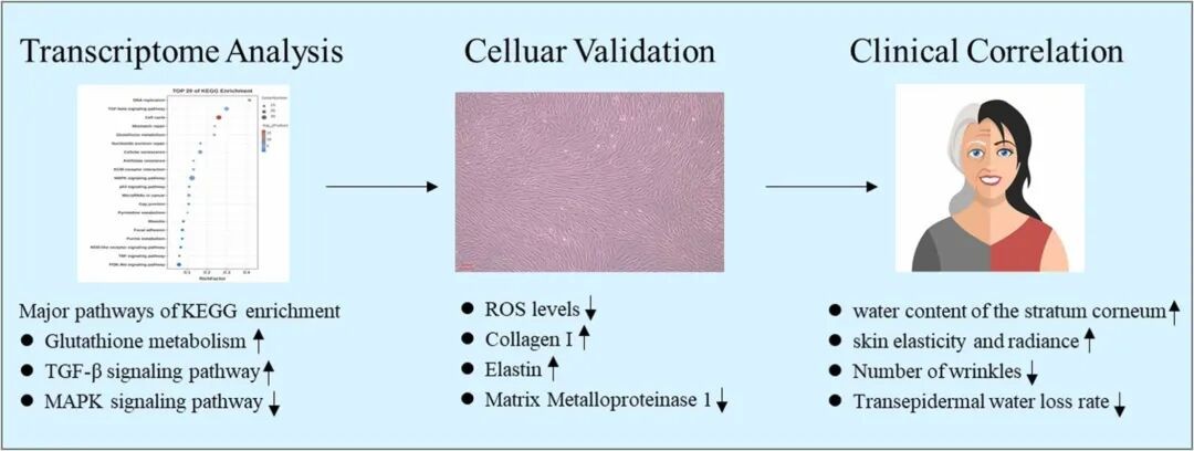 抗光老化肌底液的三大分子作用机制解析