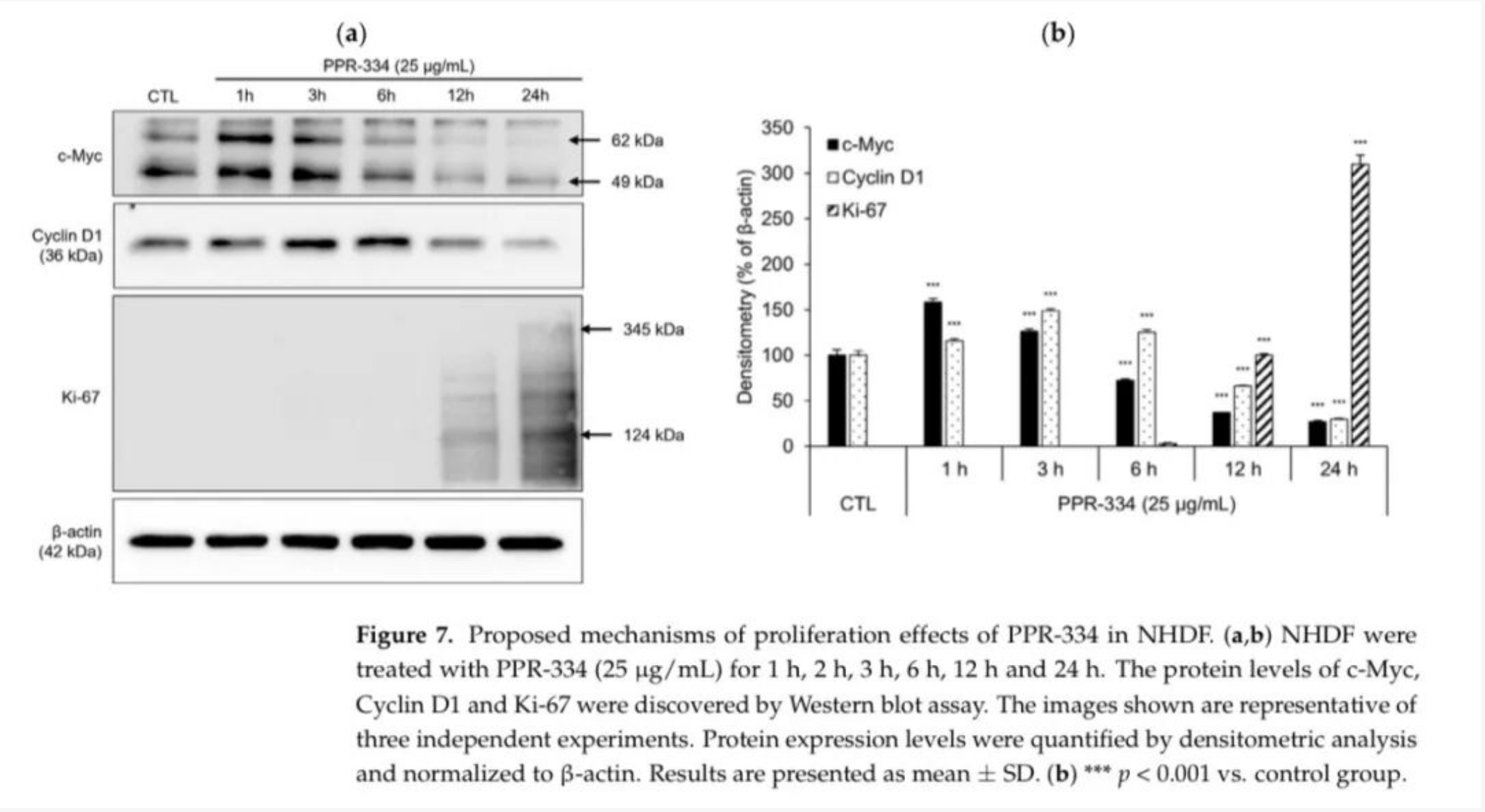 PPR-334 抗氧化与促胶原分子机制