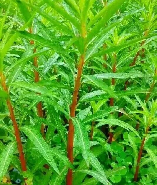 云南白药再备案一款石斛新原料！