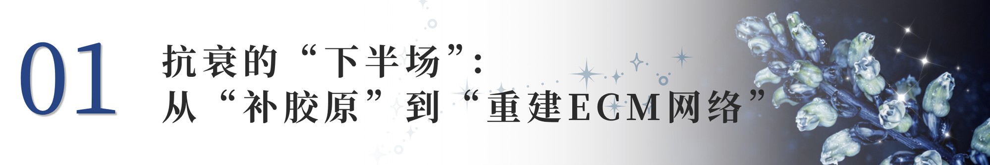 一款成分同时唤醒真皮四大抗老蛋白
