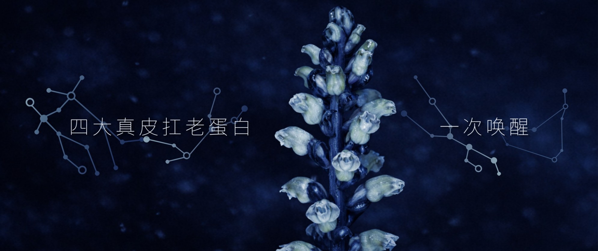 一款成分同时唤醒真皮四大抗老蛋白