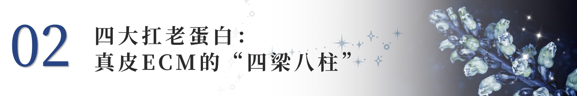 一款成分同时唤醒真皮四大抗老蛋白