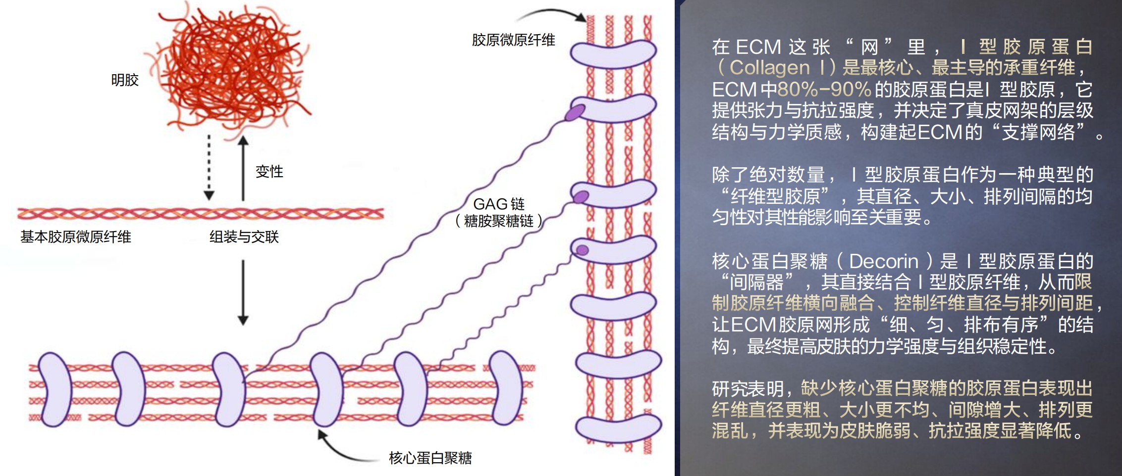一款成分同时唤醒真皮四大抗老蛋白