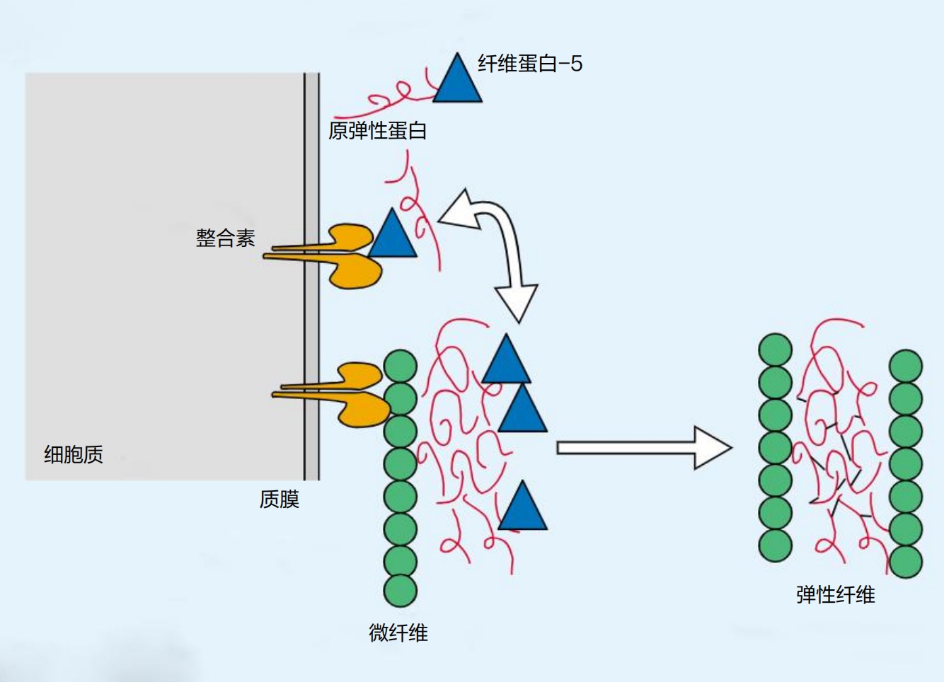 一款成分同时唤醒真皮四大抗老蛋白