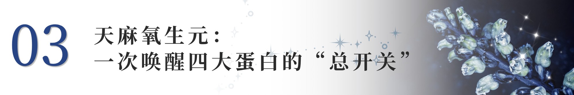 一款成分同时唤醒真皮四大抗老蛋白