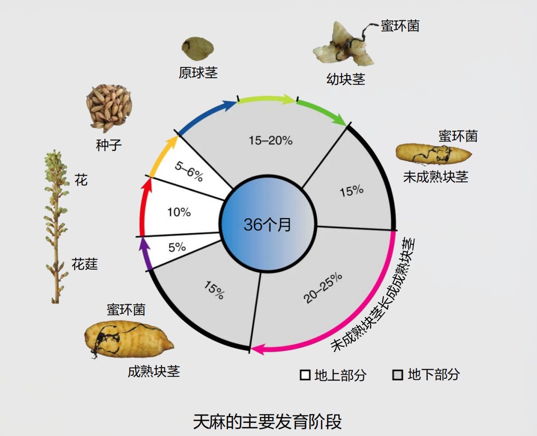 一款成分同时唤醒真皮四大抗老蛋白