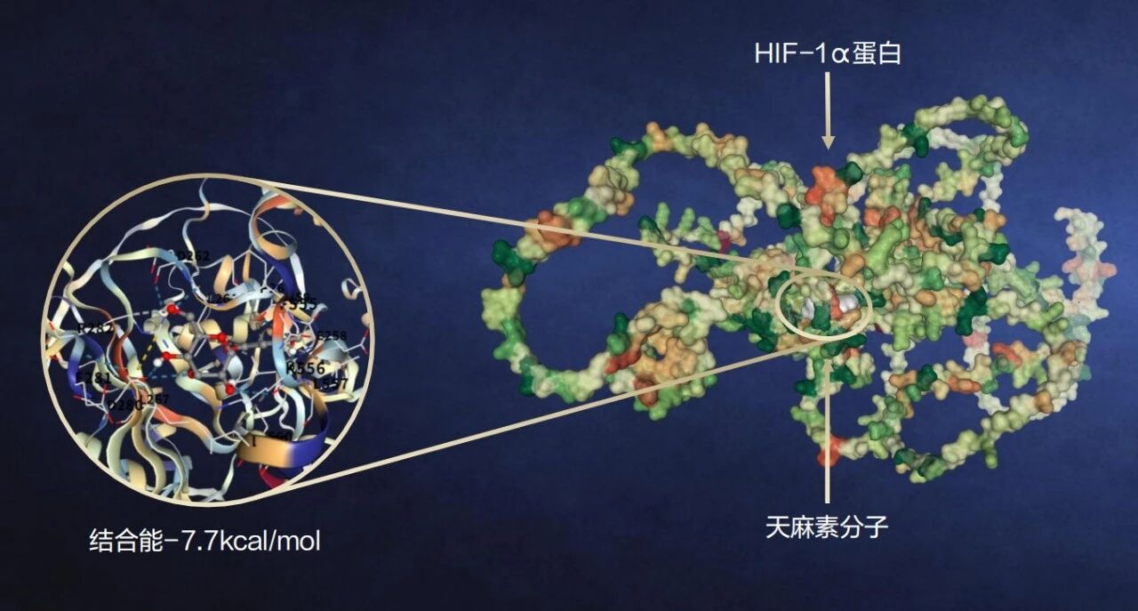 一款成分同时唤醒真皮四大抗老蛋白