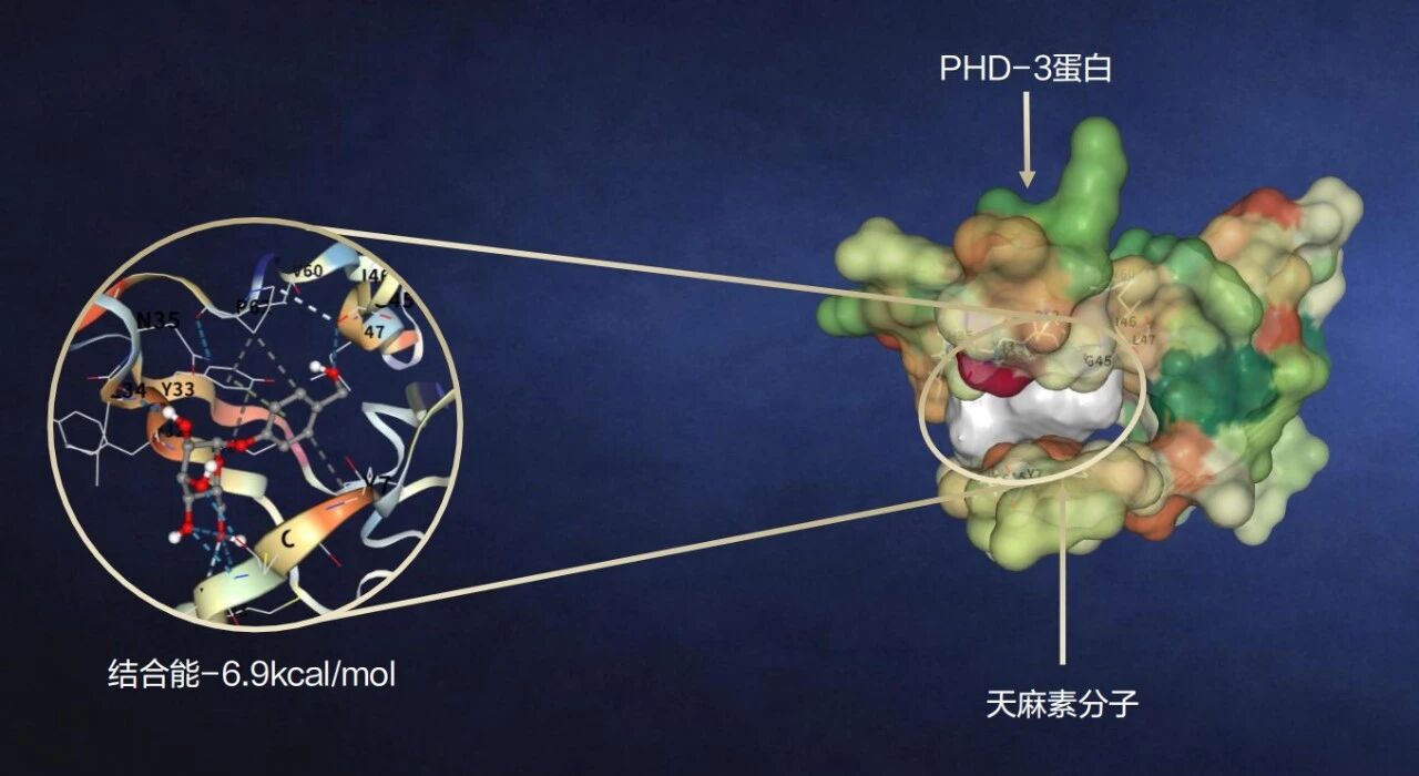 一款成分同时唤醒真皮四大抗老蛋白